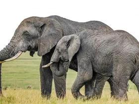 African-Elephant-Facts