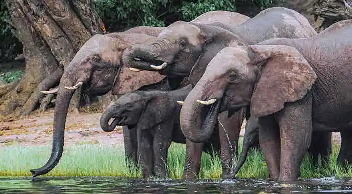 African-Elephants-are-drinking-water-using-their-trunks