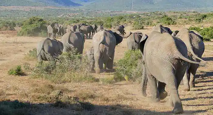 African-Elephants-habitat