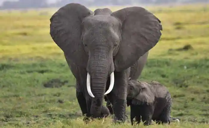 African-Elephants-have-massive-ears-long-curving-tusk-and-a-versatile-trunk.
