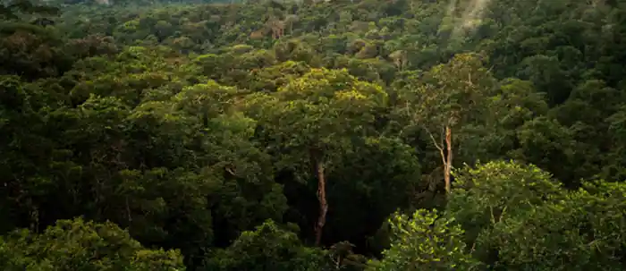 Amazon Rainforest: Largest Rainforest in the World