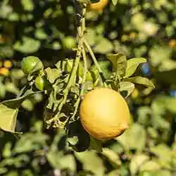 Citrus-is-an-ideal-treatment-for-Scurvy