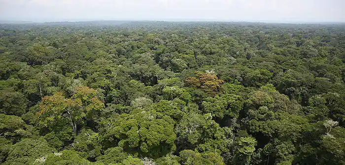 Congo Basin Rainforest from above