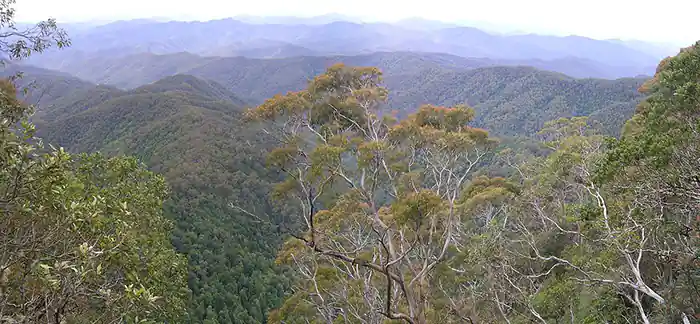 Eastern Australian Temperate Forests