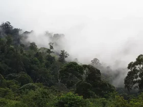 Largest Rainforests in the World