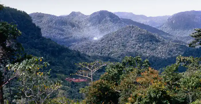 New Guinea Rainforest is the third largest rainforest in the World