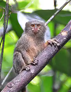 Pygmy Marmoset: Smallest monkey in the World