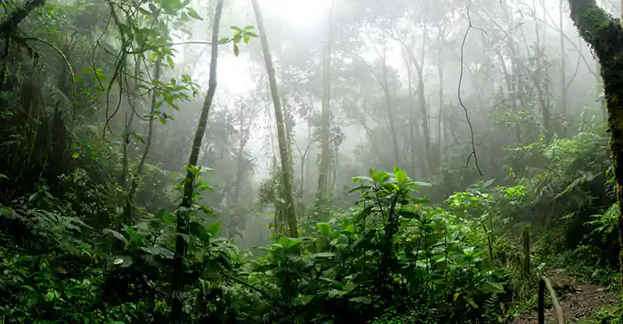 Rainforests absorb massive amounts of carbon dioxide from the atmosphere