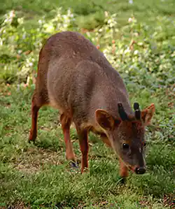 Southern Pudú: World's smallest deer