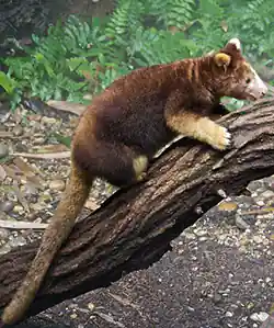 Tree-kangaroos inhabit the tropical rainforests of New Guinea