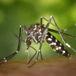Should we kill all the mosquitoes on earth (If we can)?