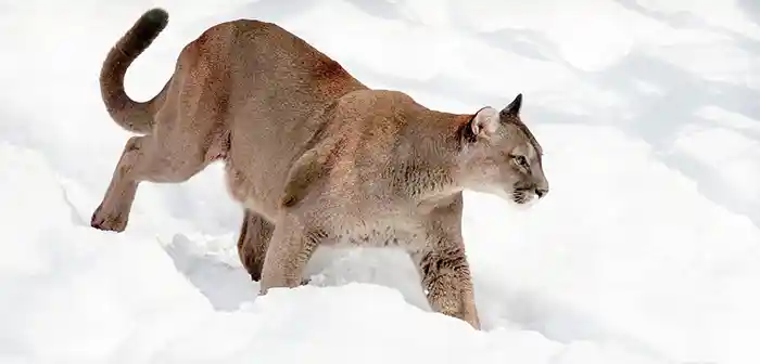 Mountain Lion (Puma)