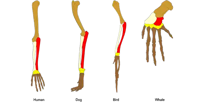 Homology (biological relationships) among the bones in the forelimbs of vertebrates.